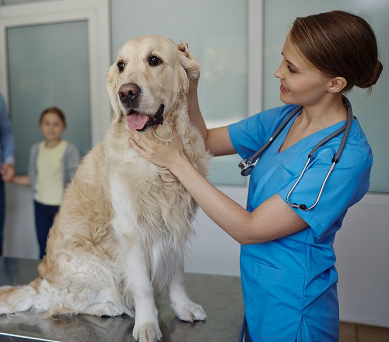 emergency vet nurse taking care of a labrador dog