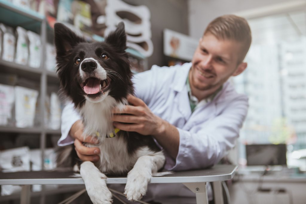 border collie with a male vet