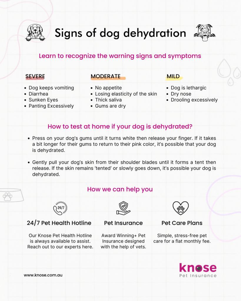  Infographic on dog dehydration signs - Knose