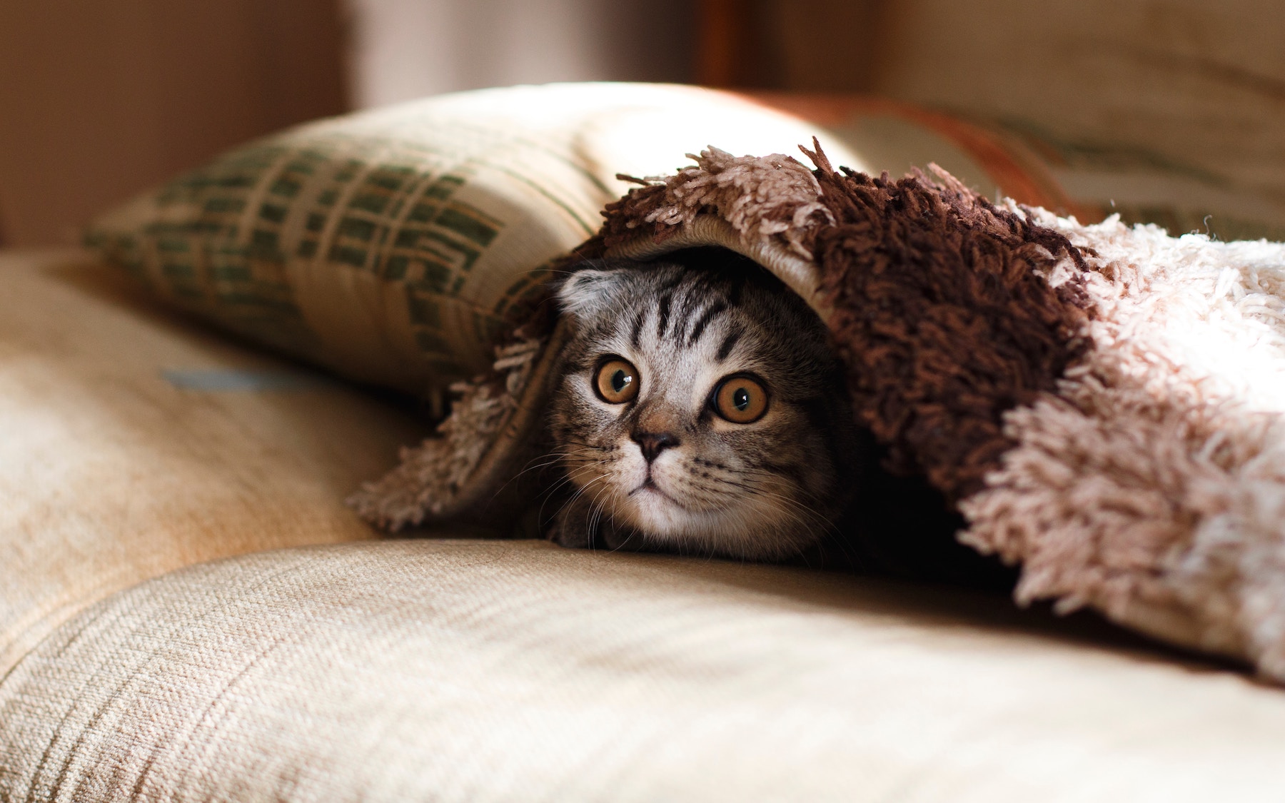 Kitten-Proofing Your Home: 10 Essential Tips﻿