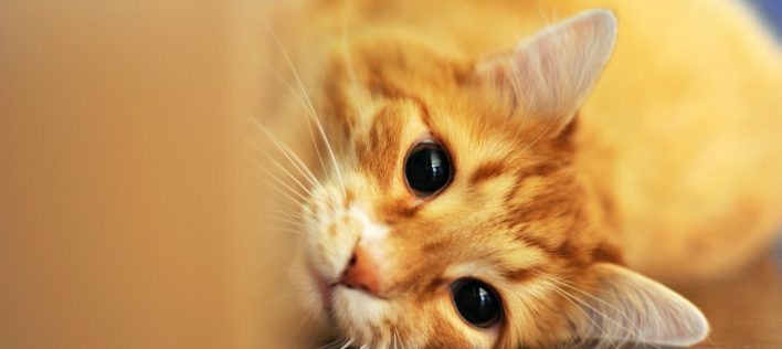 The Next 12 Months: Your Kitten’s Vaccine Schedule﻿
