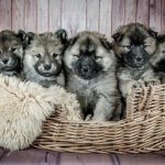 Five puppies cuddling and sitting in a basket