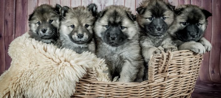 5 Common Puppy Health Problems to Watch For﻿