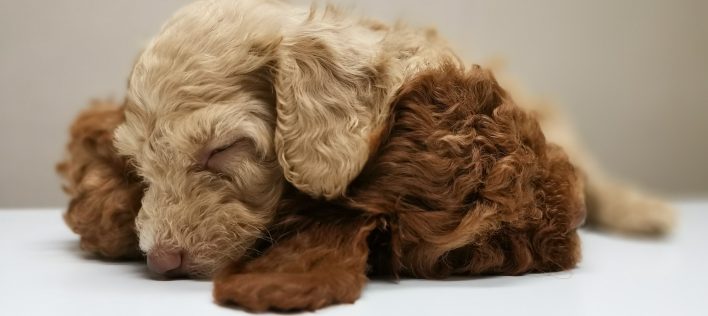 Why Your Puppy’s Vaccine Schedule Matters