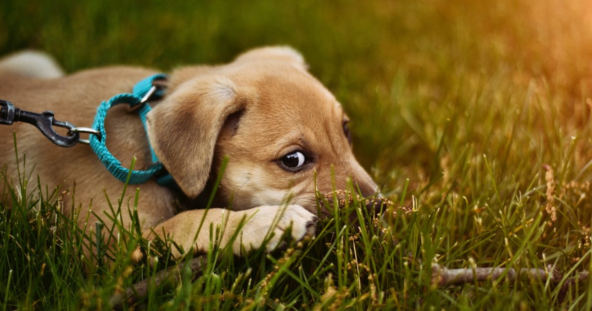 How to Raise a Puppy When You Work Fulltime Knose