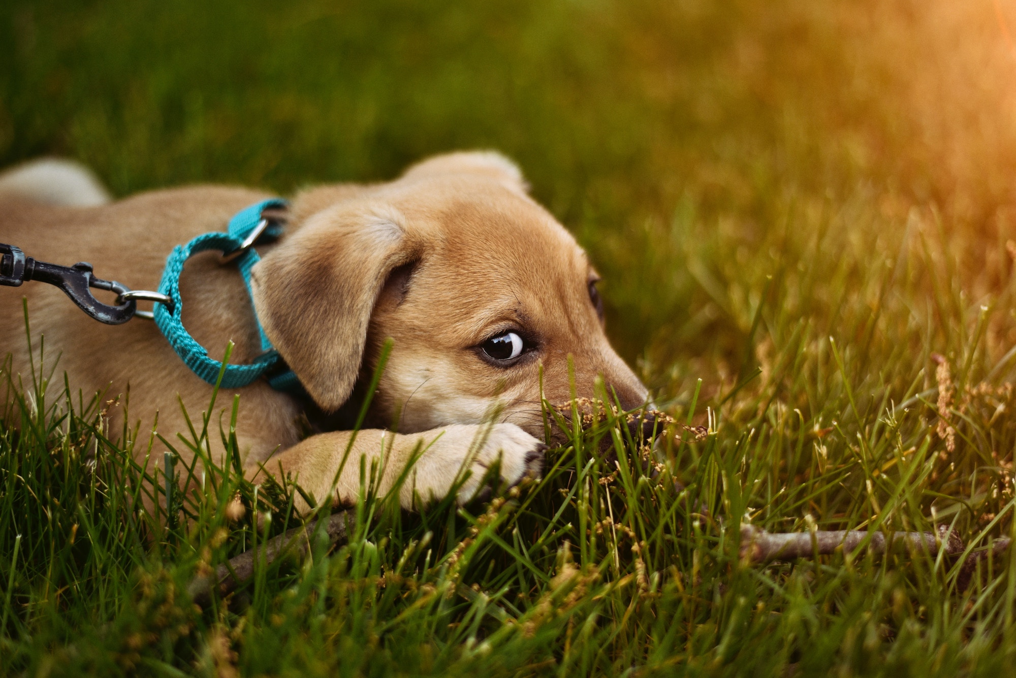 How to Raise a Puppy When You Work Full-Time﻿