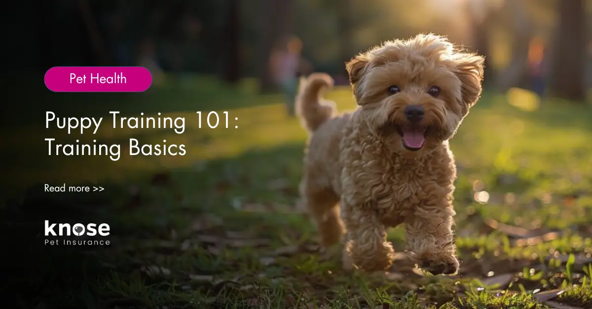 Puppy Training 101 Training Basics Knose