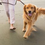 Woman walking a golden retriever dog at the beach