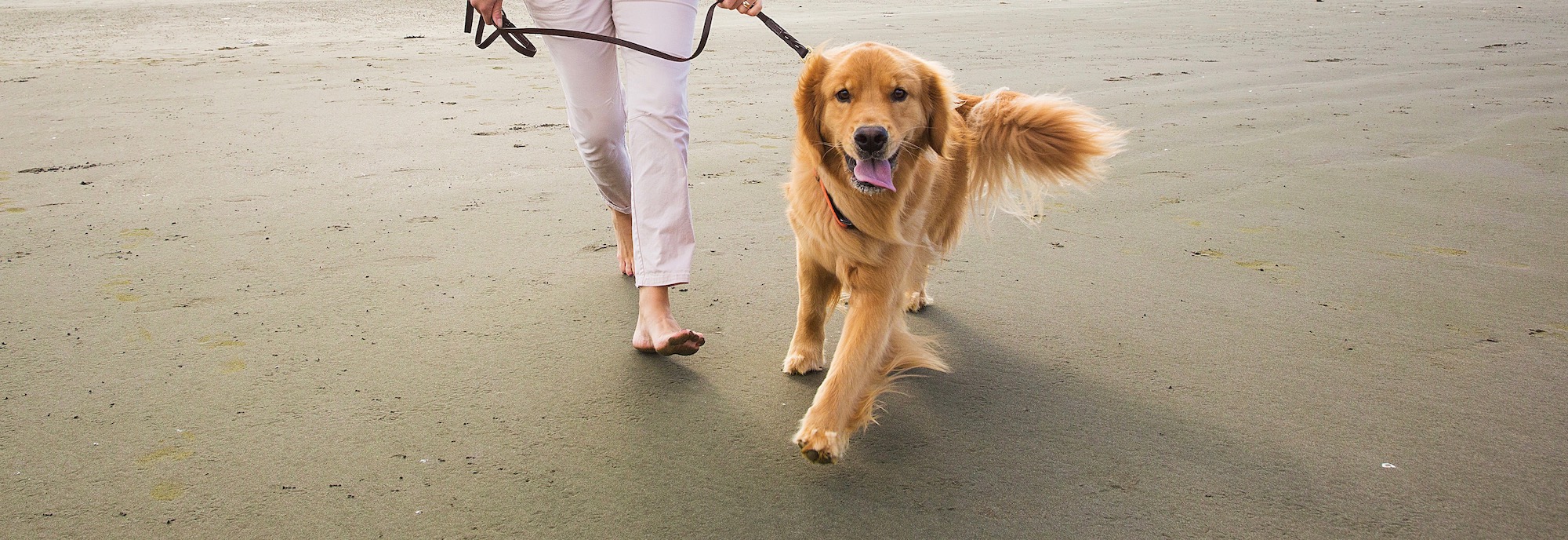 What is Knose? Knose Pet Insurance
