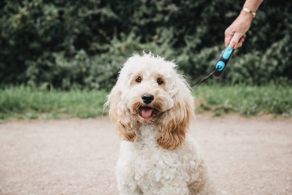 Happy Cockapoo puppy on a leash sitting and looking at the camera during walk in the park.