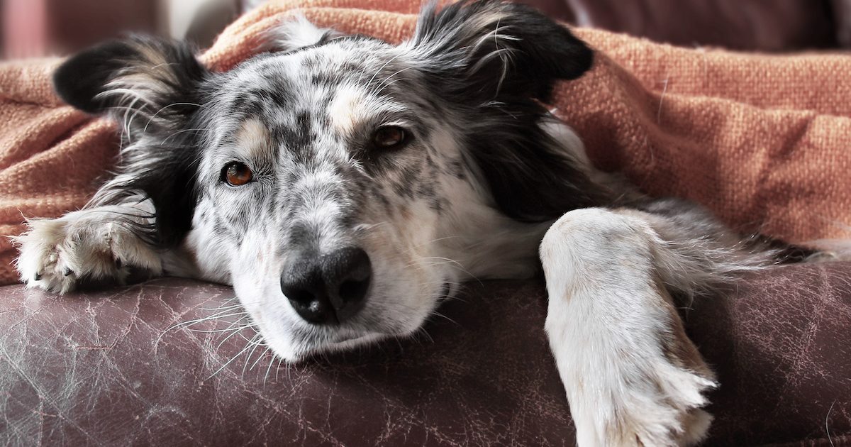 dog pale gums lethargy