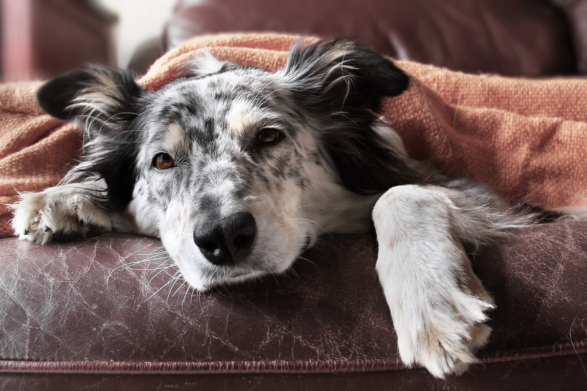 dog being sick and lethargic