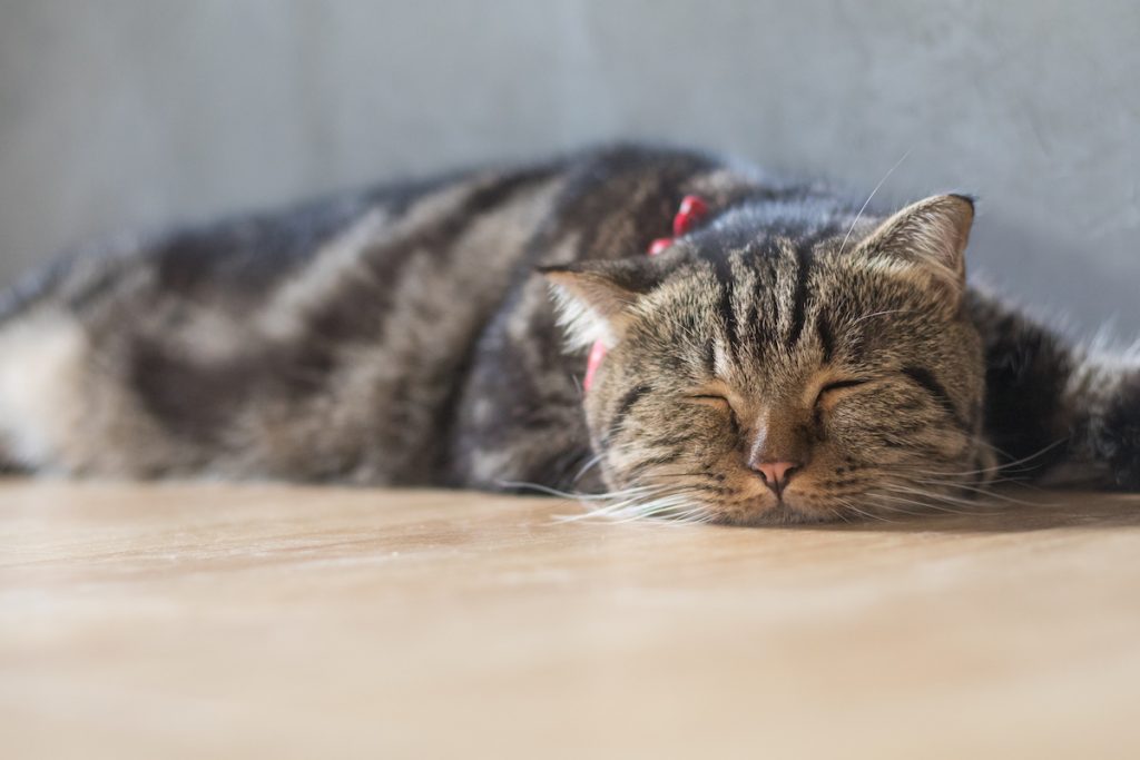 lovely cat american short hair sleeping on wood floor - Knose cat insurance