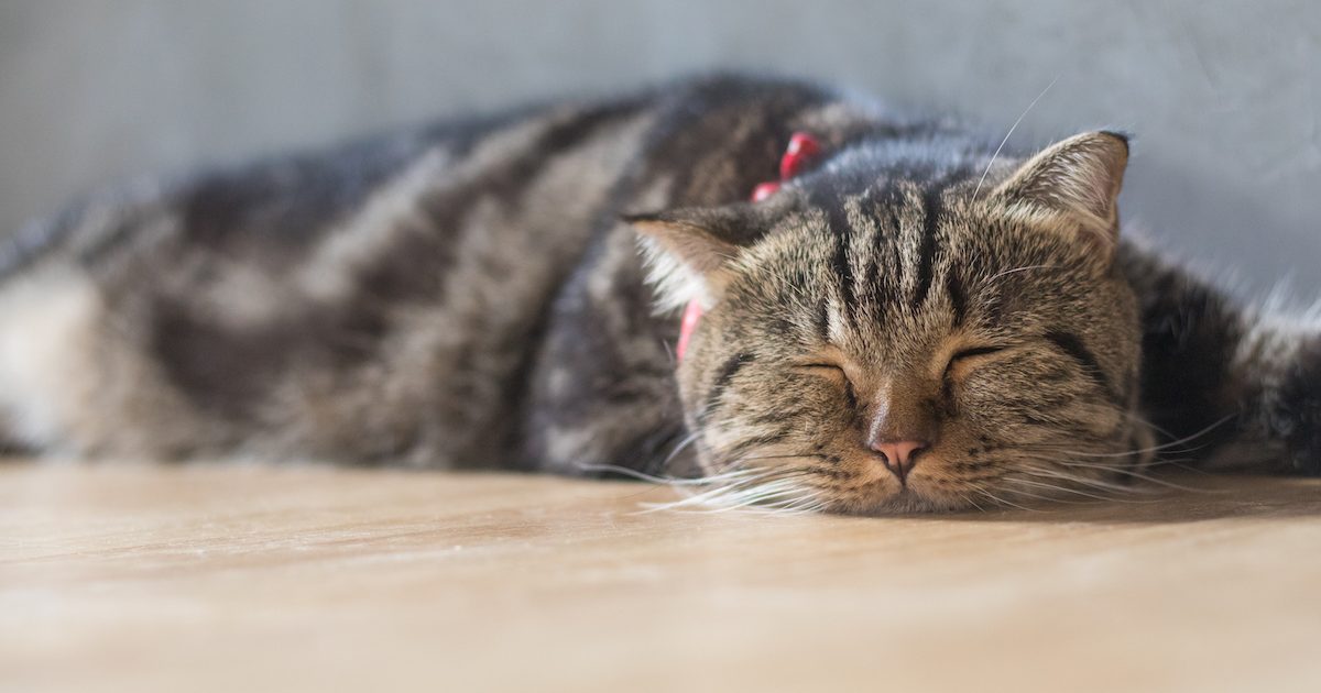 cat laboured breathing not eating