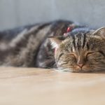 lovely cat american short hair sleeping on wood floor - Knose cat insurance
