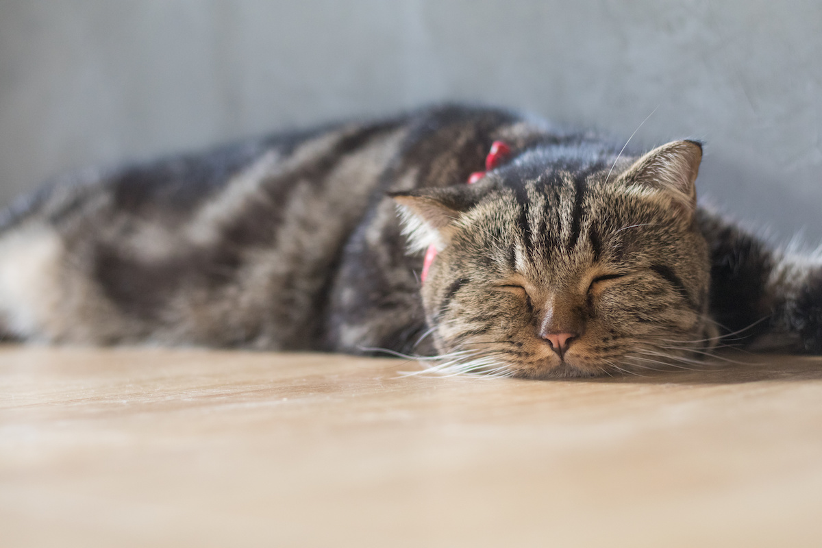 Is My Cat Sick? 6 Symptoms For Cat Emergency Vet Care