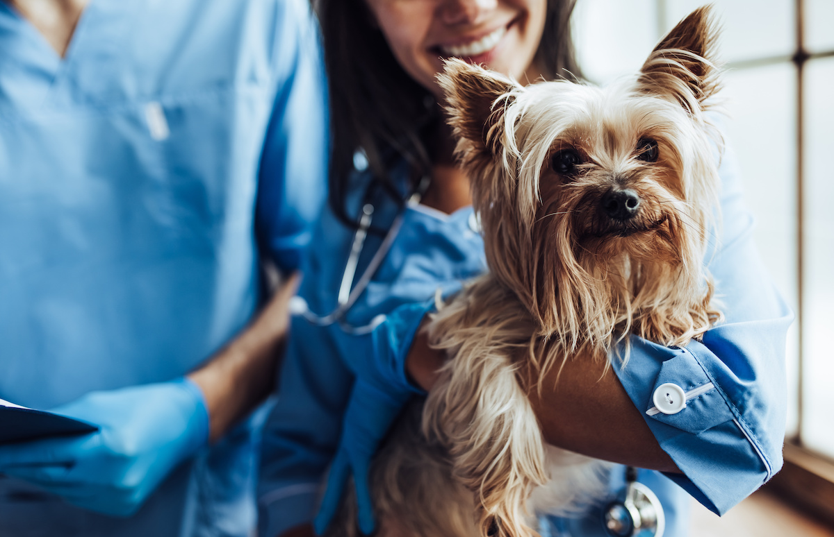 What You Need to Know about Vaccinating Your Dog