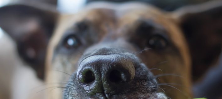 Why Your Pet’s Cold, Wet Nose Matters