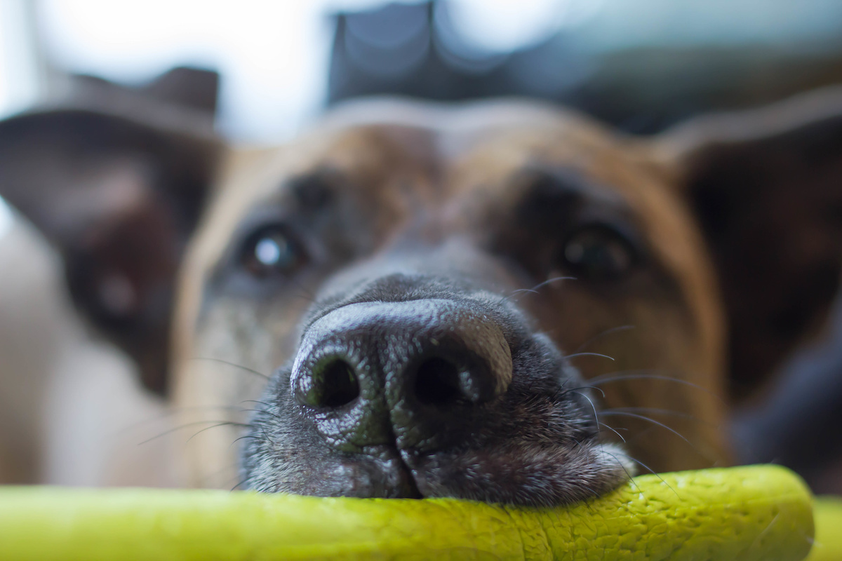 Why Your Pet's Cold & Wet Nose Matters - Dog - Knose