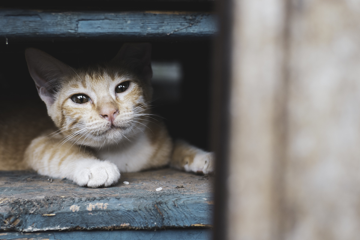 A Busy Cat Owner’s Guide to Parasite Protection