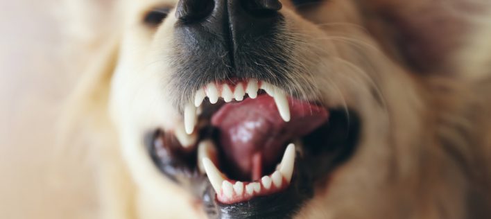 What You Need to Know about Annual Dental Check-Ups for Dogs