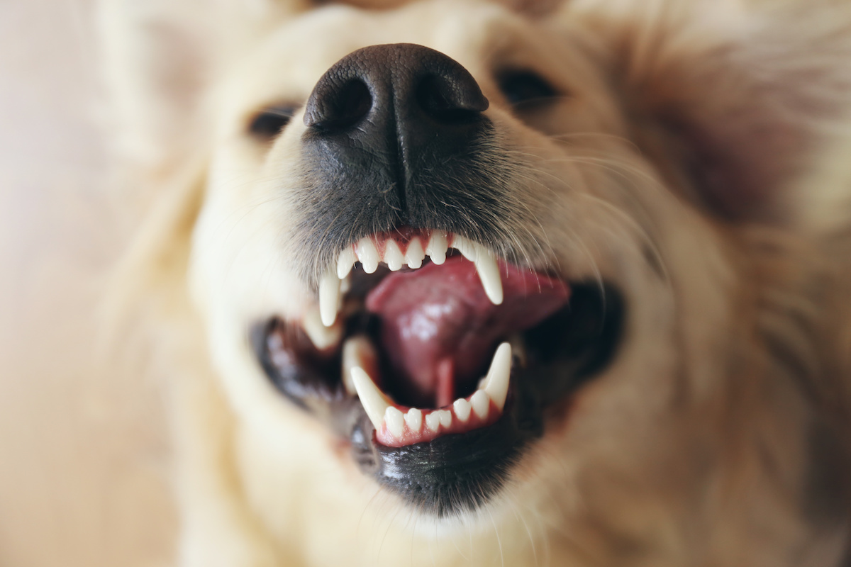 What You Need to Know about Annual Dental Check-Ups for Dogs