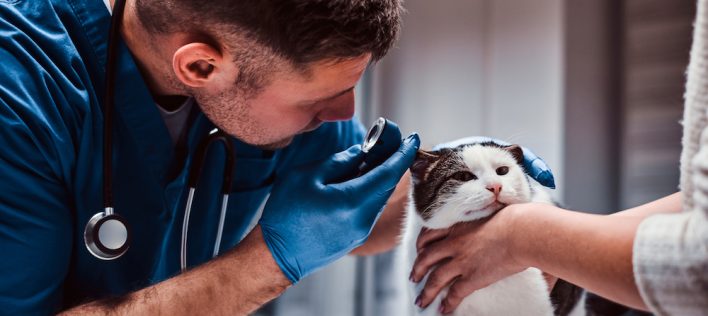 Annual Cat Health Checks: Everything You Need to Know