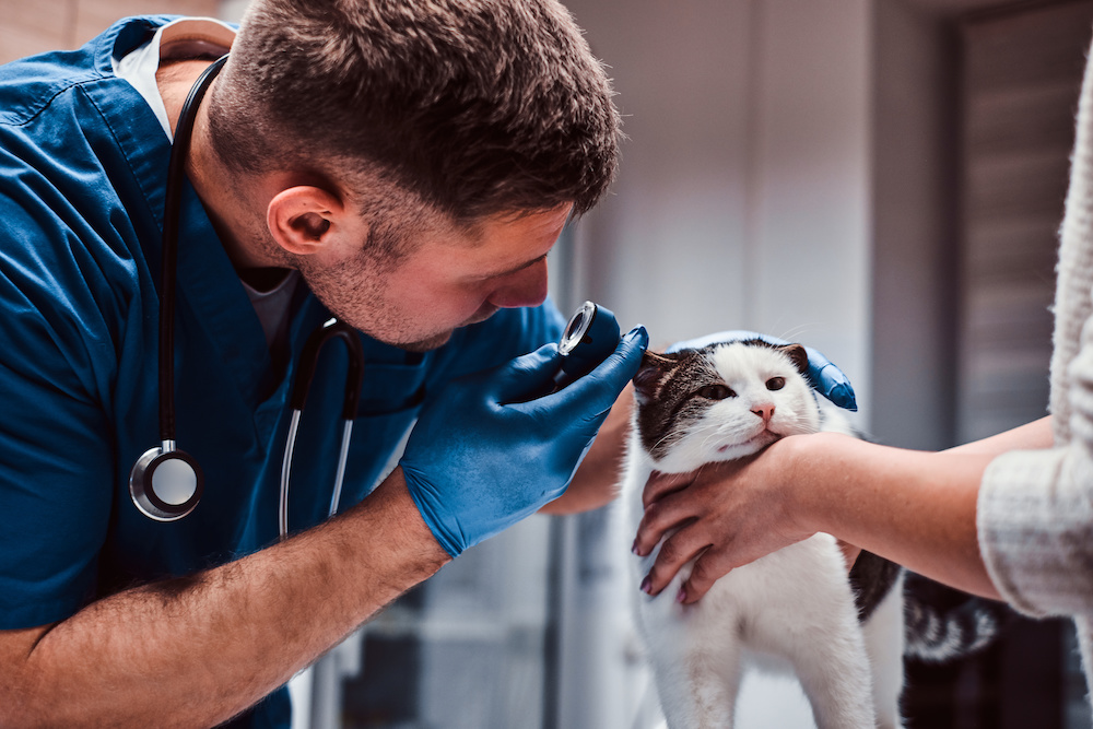 Annual Cat Health Checks: Everything You Need to Know