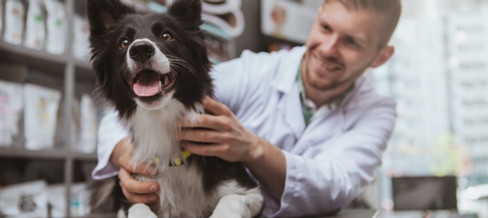 Why is pet insurance important in Australia?