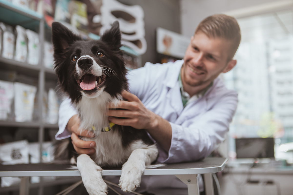 Why is pet insurance important in Australia?