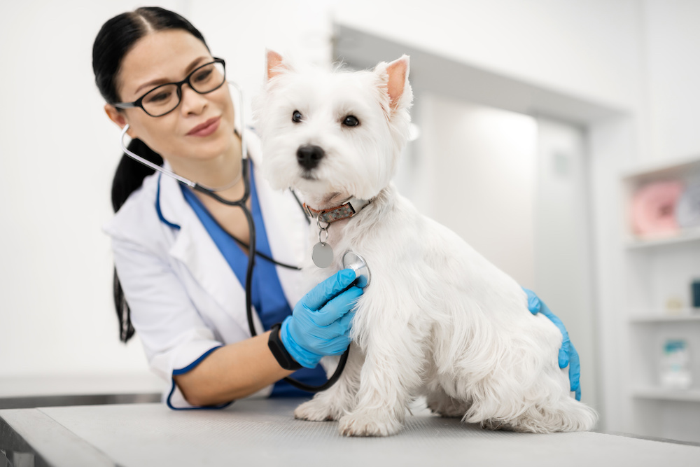 Taking Your Dog to the Vet for the Annual Health Check