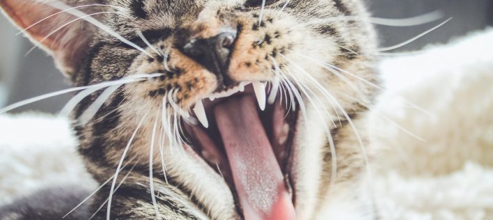 Should My Cat Get Annual Dental Check-ups?