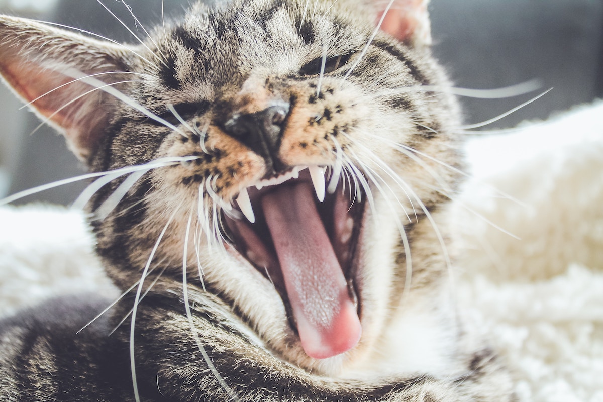 Should My Cat Get Annual Dental Check-ups?