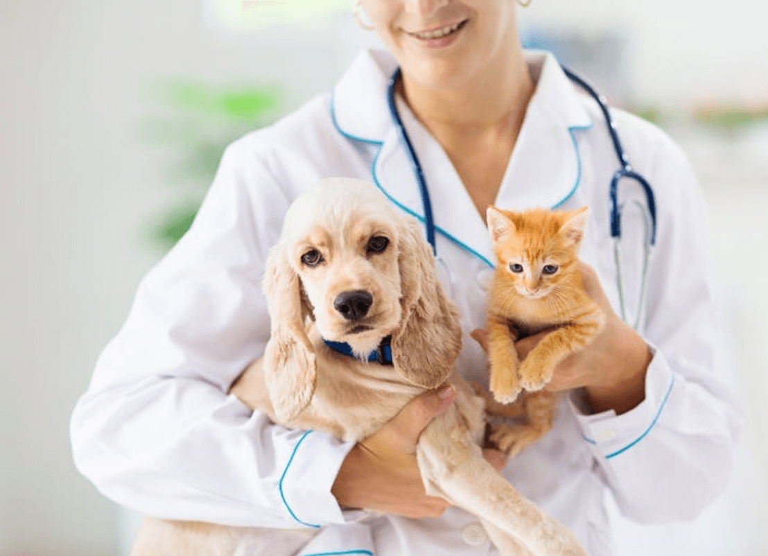 Knose Pet Insurance Cover Explained!