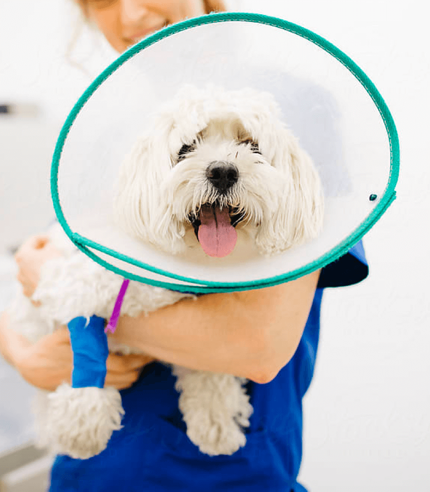 Vet Hotline 24h Australia - Talk to a Vet Nurse Anytime | Knose Vet Hotline 24h Australia - Talk to a Vet Nurse Anytime | Knose