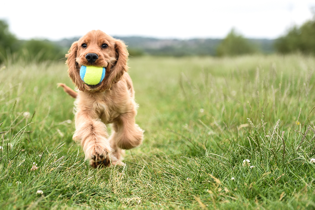 Watch out for Paralysis ticks!