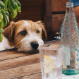 Dog looking at glass of water on table