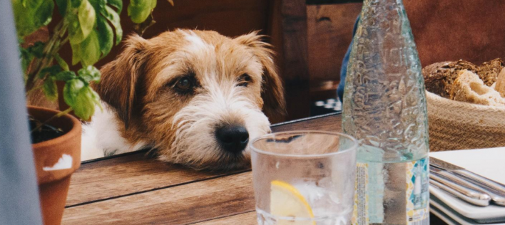 Dog Dehydration – What are the Warning Signs, Prevention, and Cure?