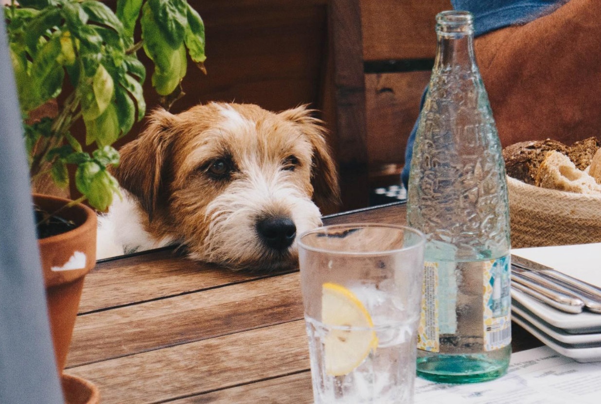 dehydrated dog looking at glass of water on table