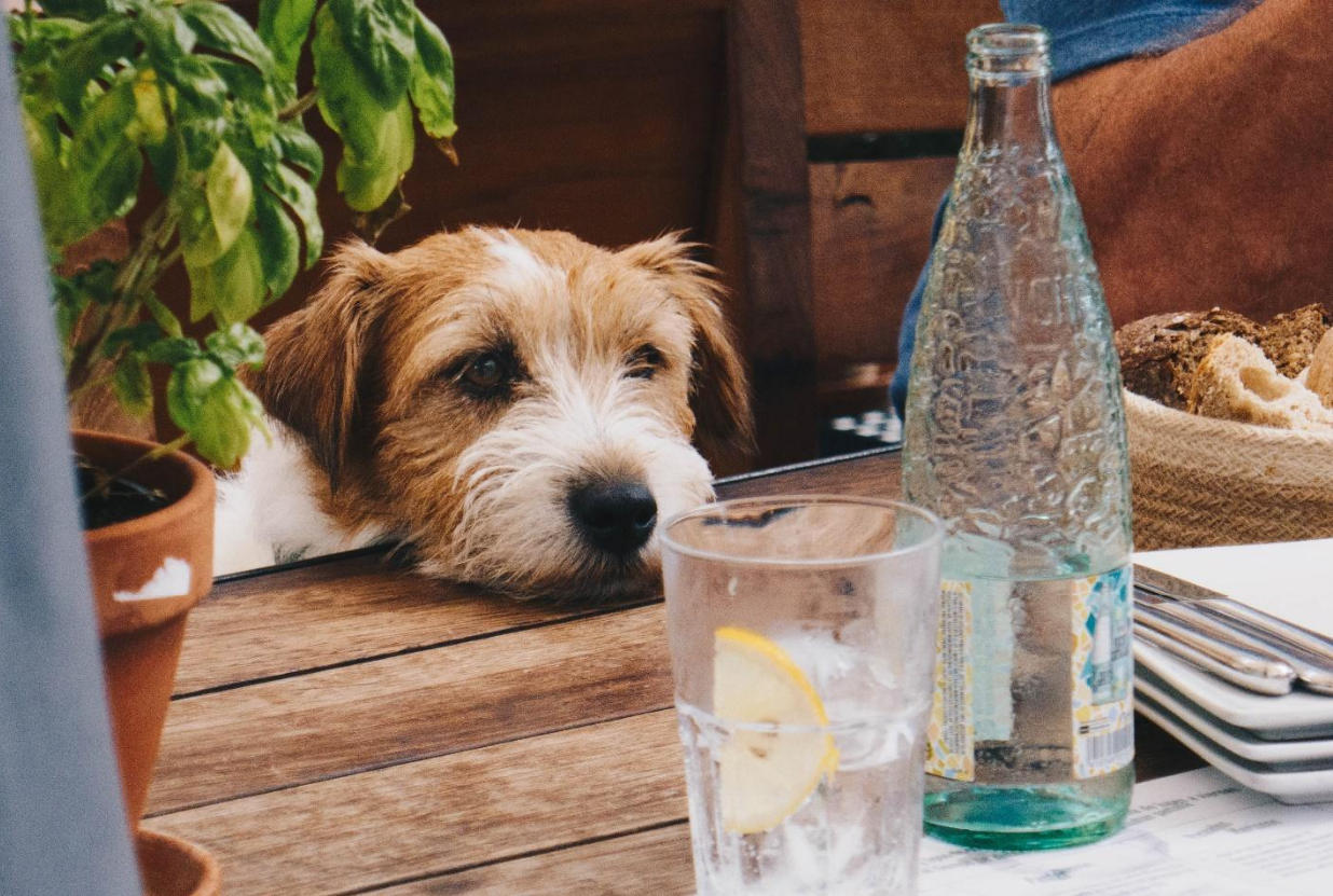 Dog Dehydration - What are the Warning Signs, Prevention, and Cure?