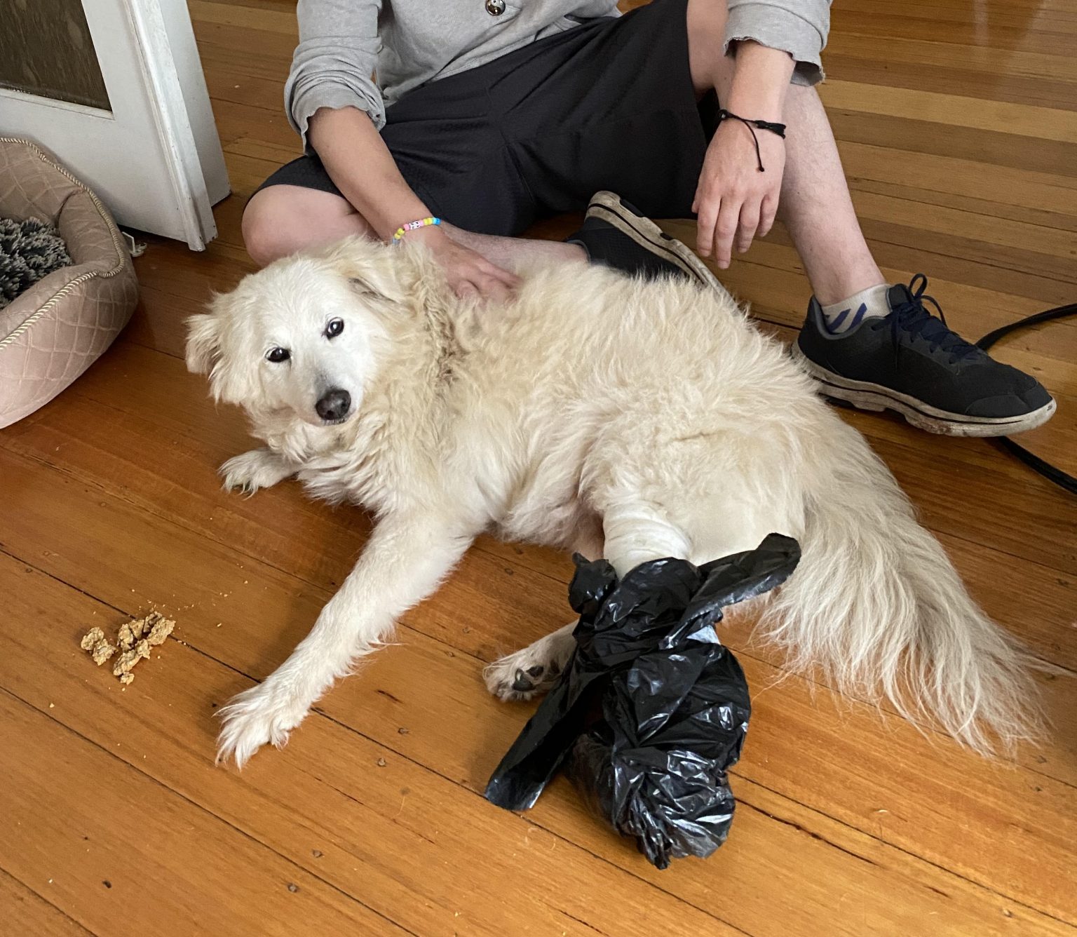 Contact Us Pet Care Plans Knose Pet Health Insurance