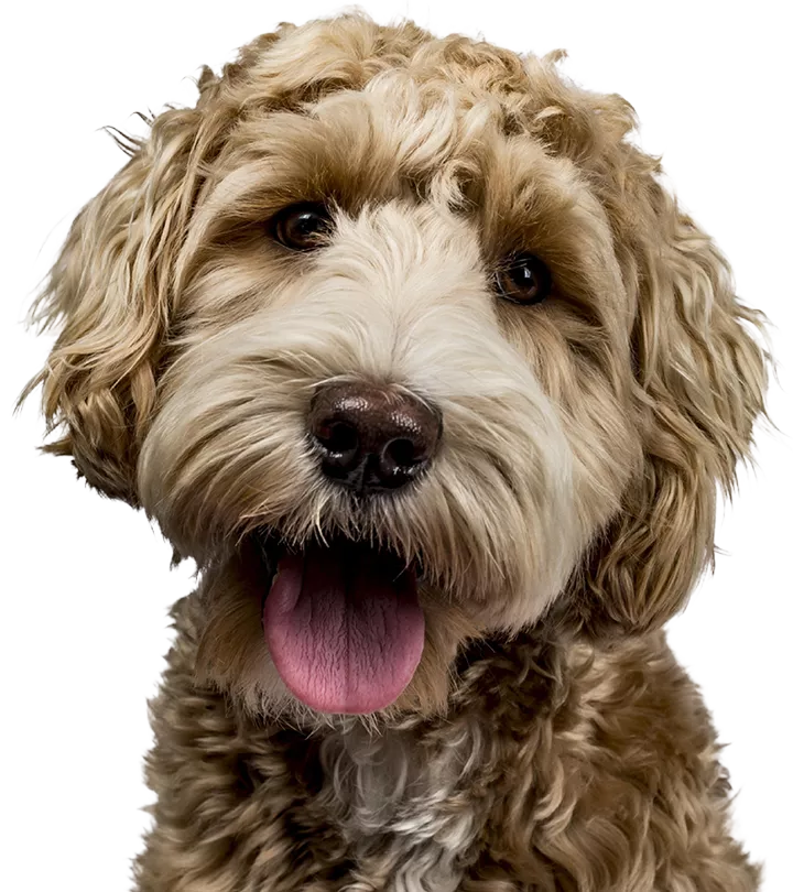 Labradoodle Breeds Unleashed A Comprehensive Information Hub