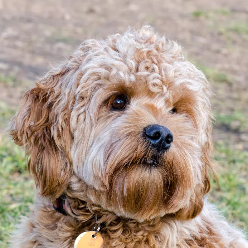 Labradoodle Breeds Unleashed A Comprehensive Information Hub