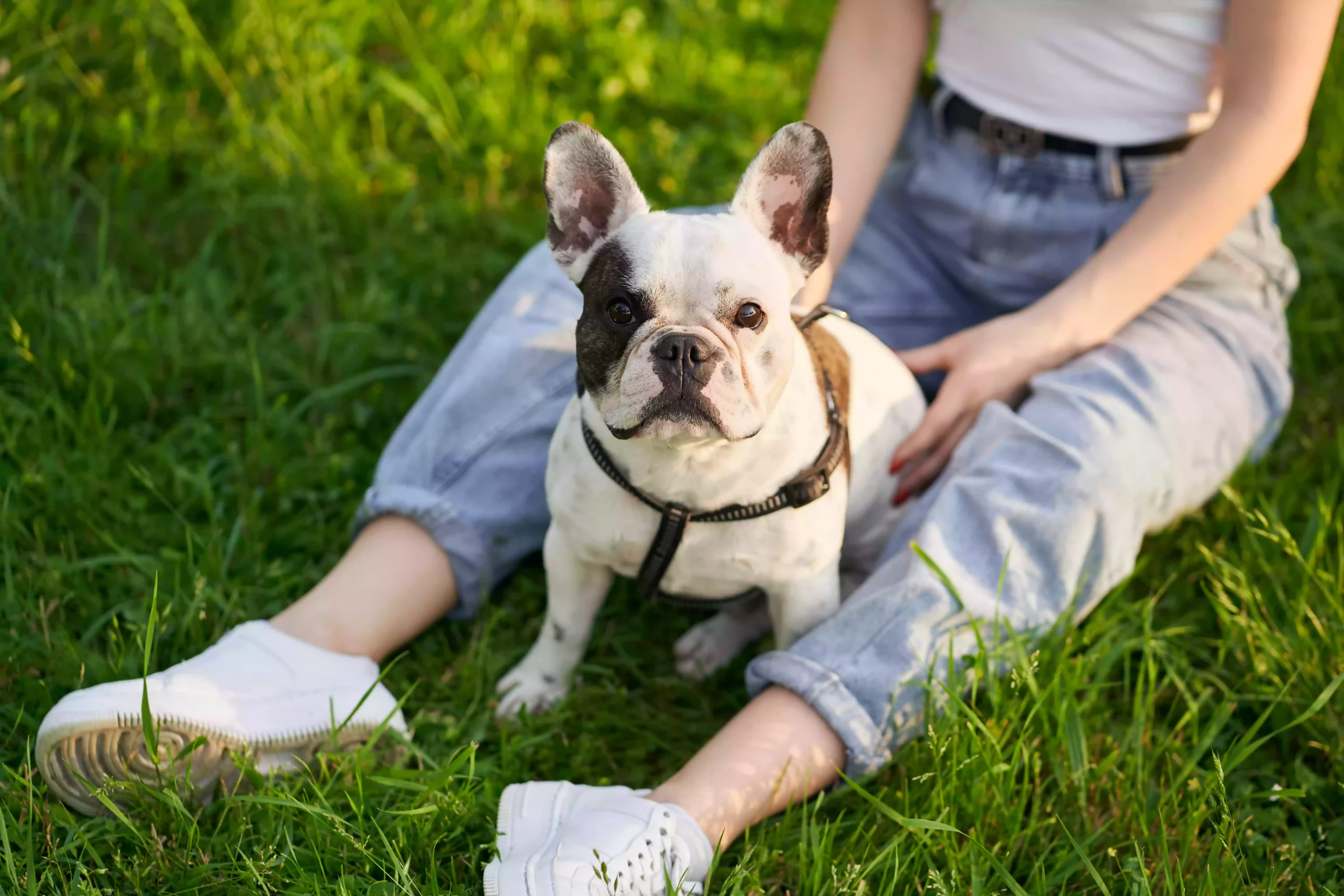 French bulldog enjoying time with owner in the park