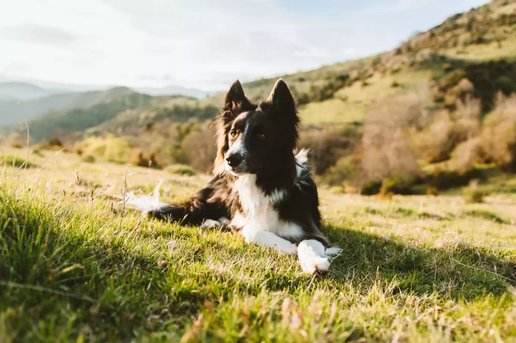 边境牧羊犬躺在草地上