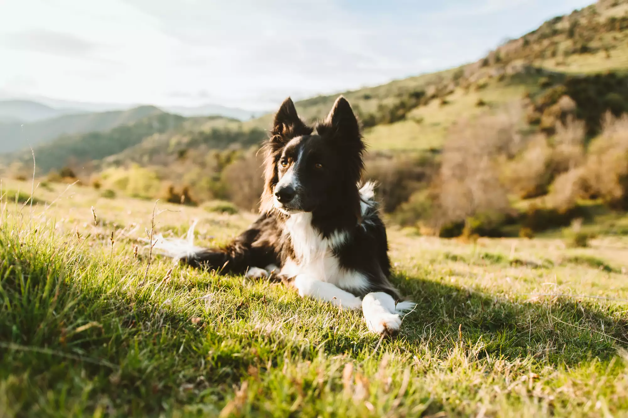 Border Collie laying on the grass