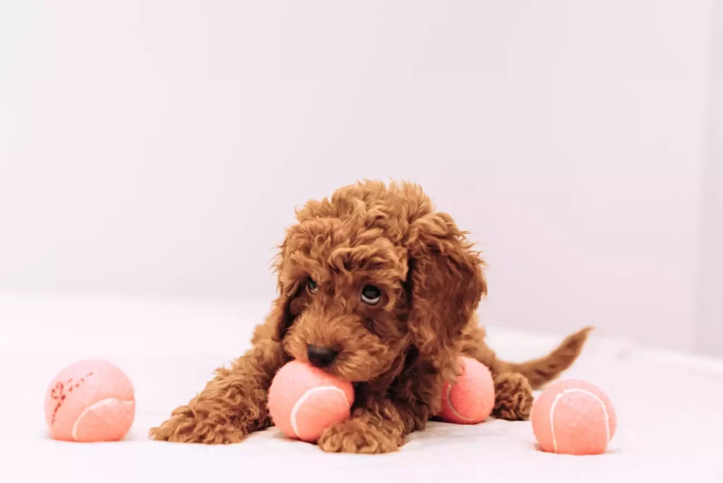 cute puppy golden doodle playing with tennis balls
