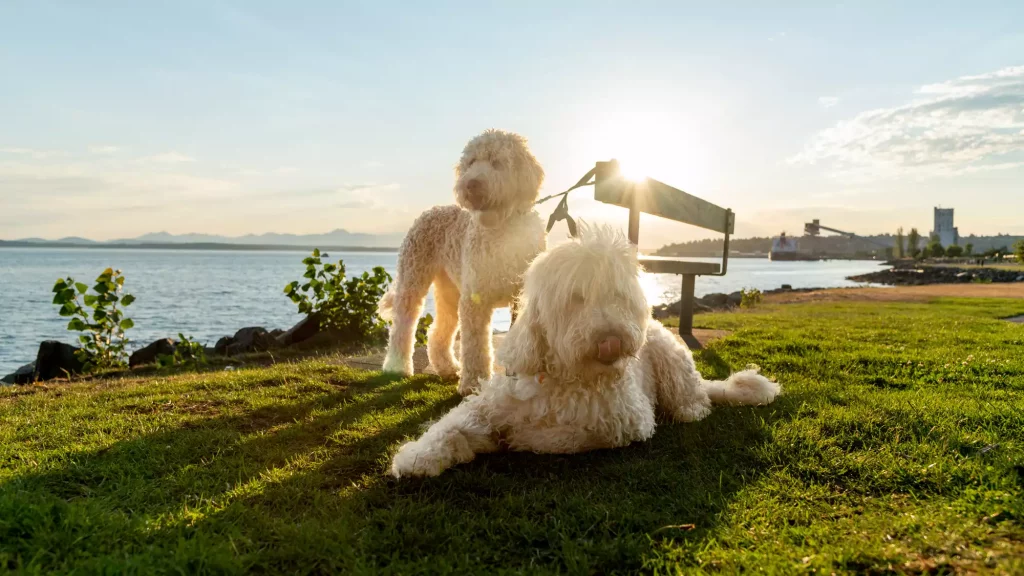 两只拉布拉多贵宾犬在阳光下嬉戏