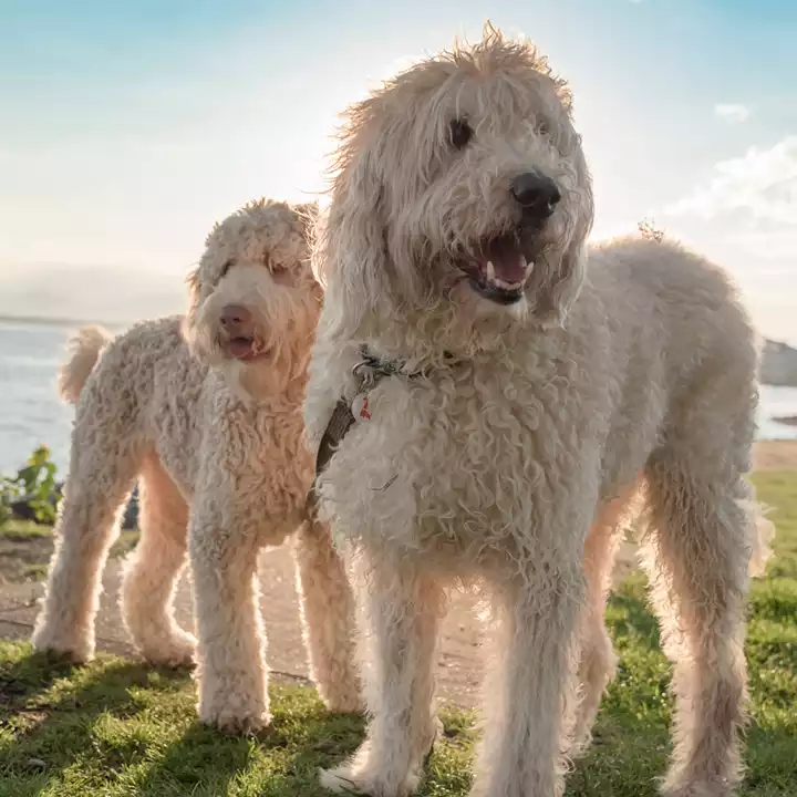 Photo of tamaruke dogs