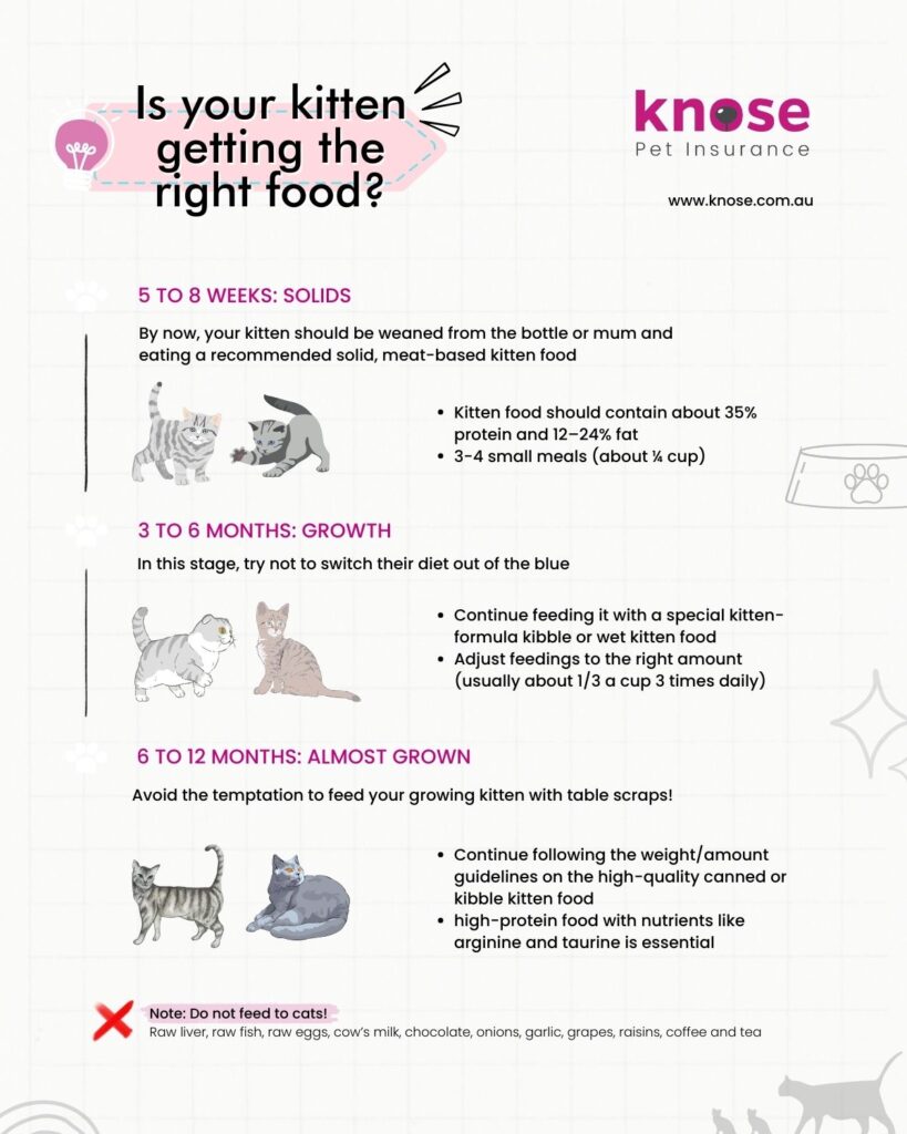 infographic on the proper cat nutrition to raising an affectionate cat